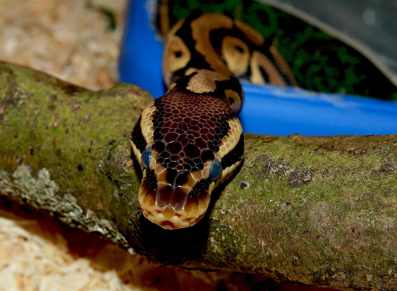 snake python mojave free photo