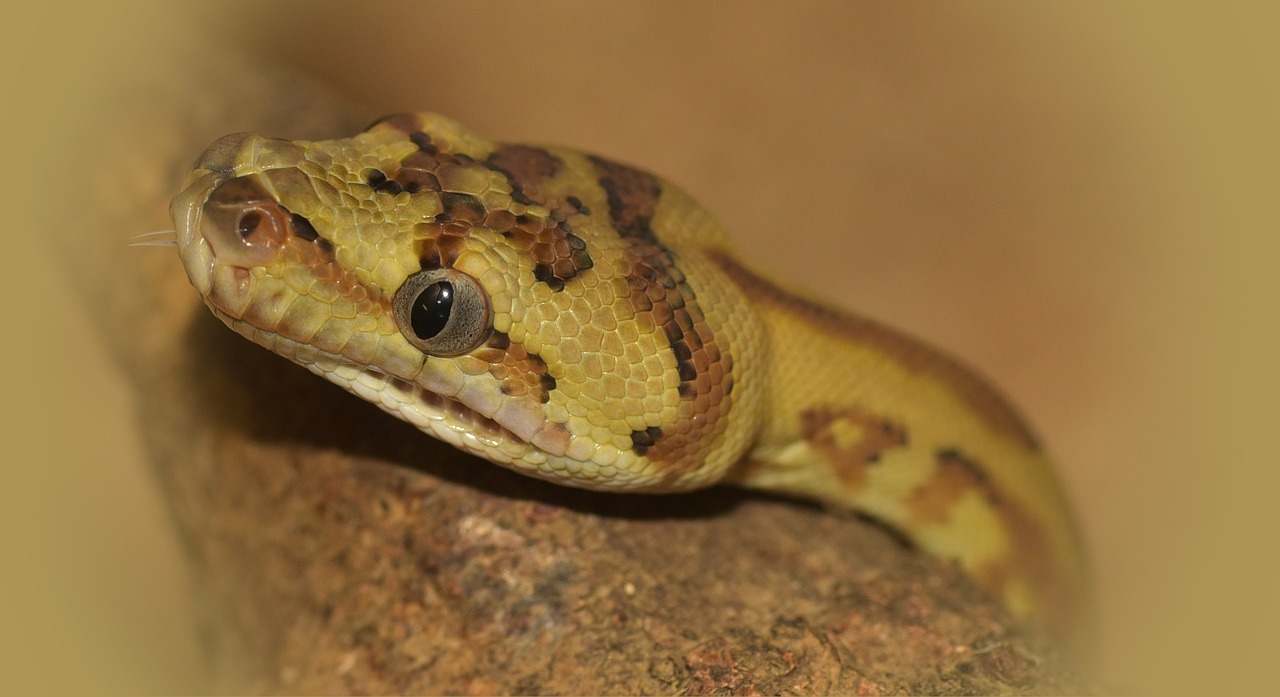 snake head carpet python free photo