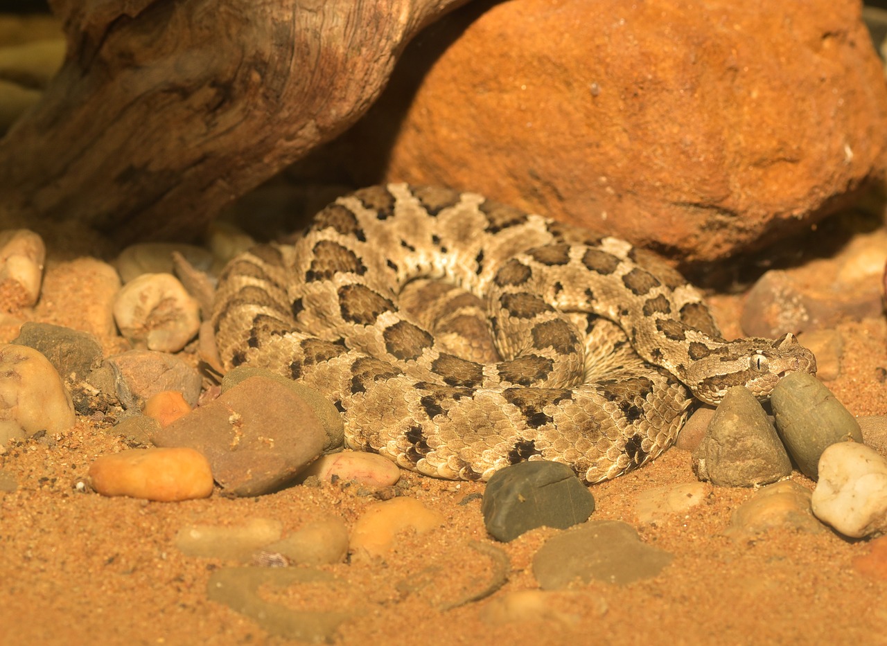 snake dwarf rattlesnake small free photo