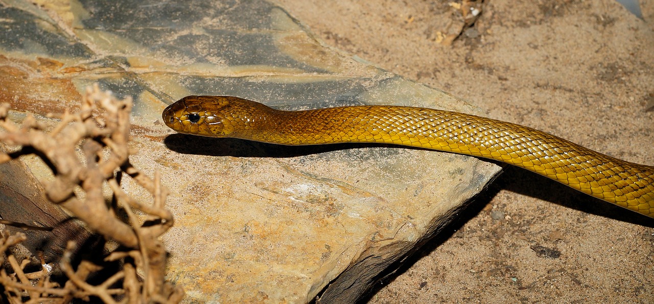 snake inland taipan australia free photo