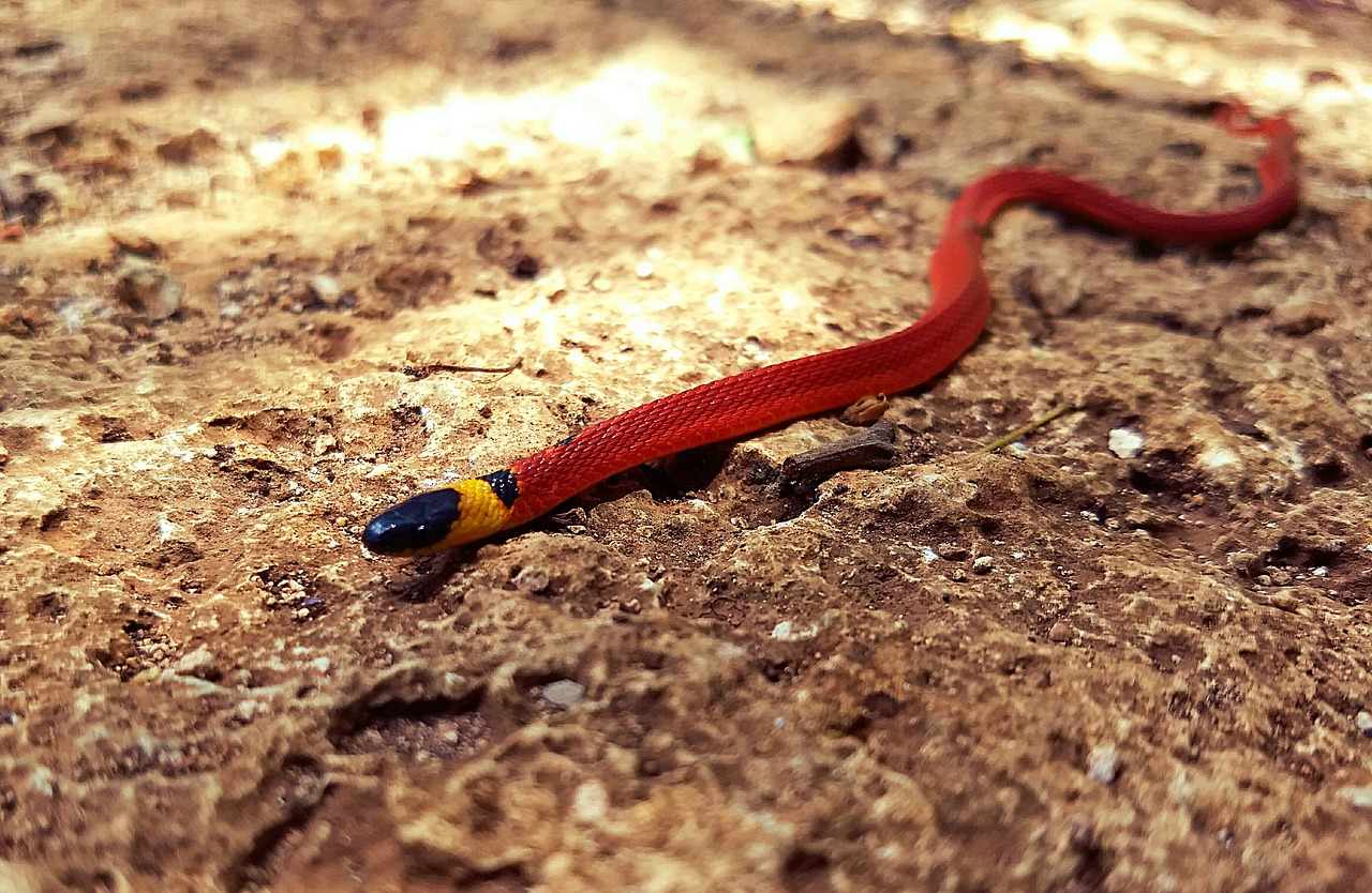 snake ninia sebae yucatan free photo