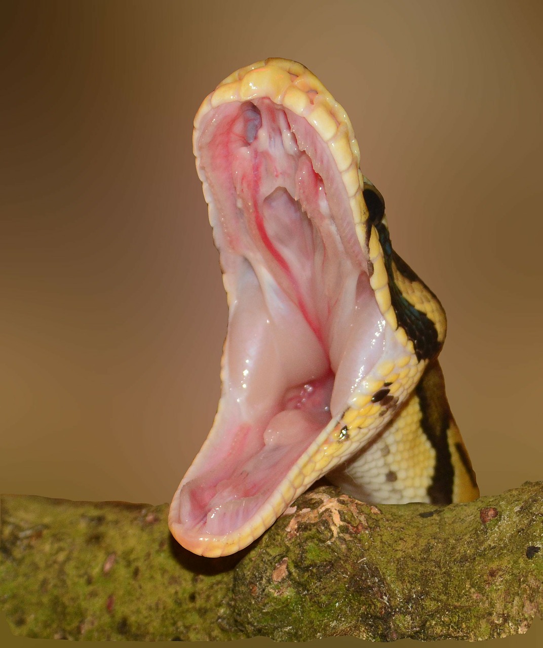 snake foot python free photo