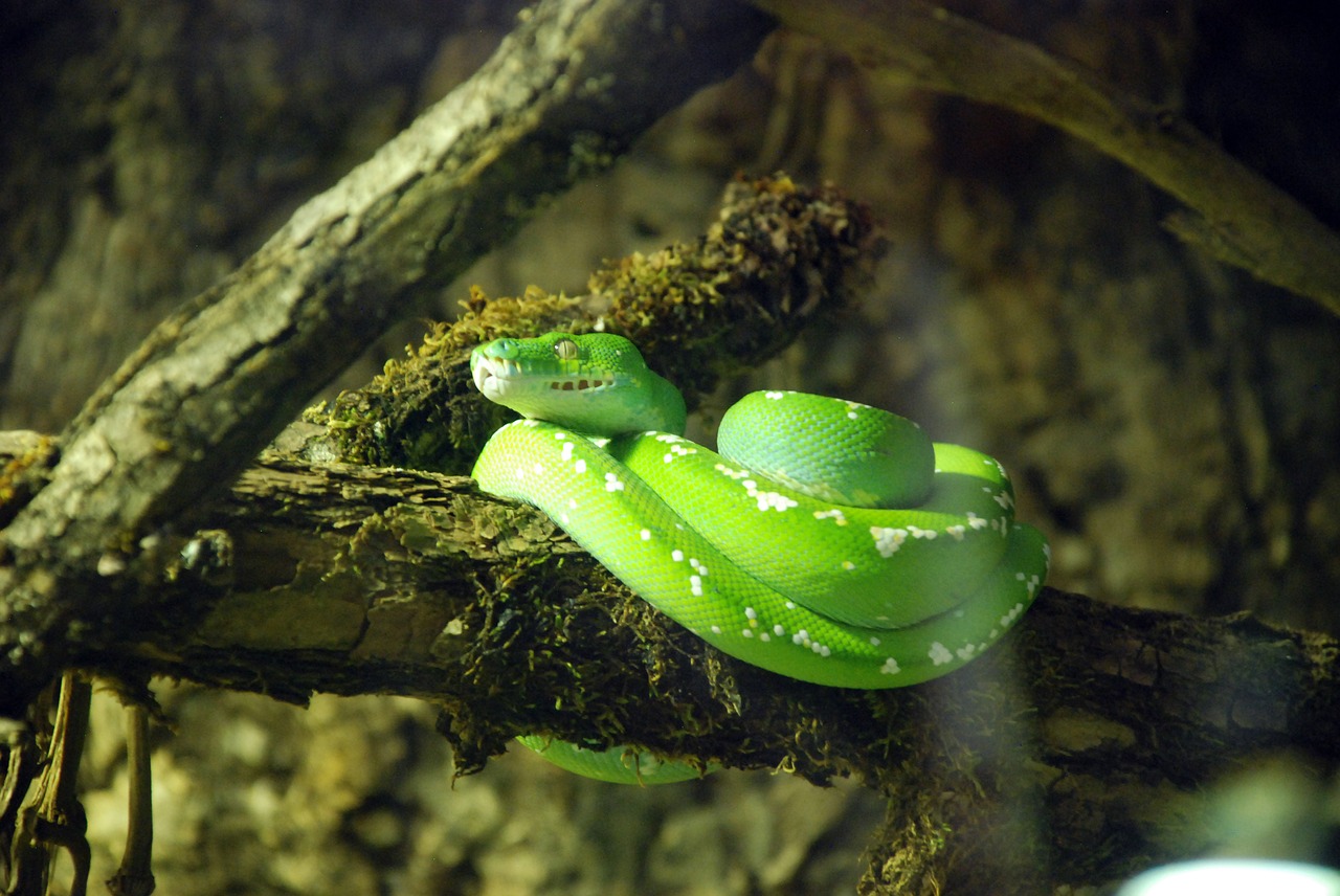 snake green animal free photo