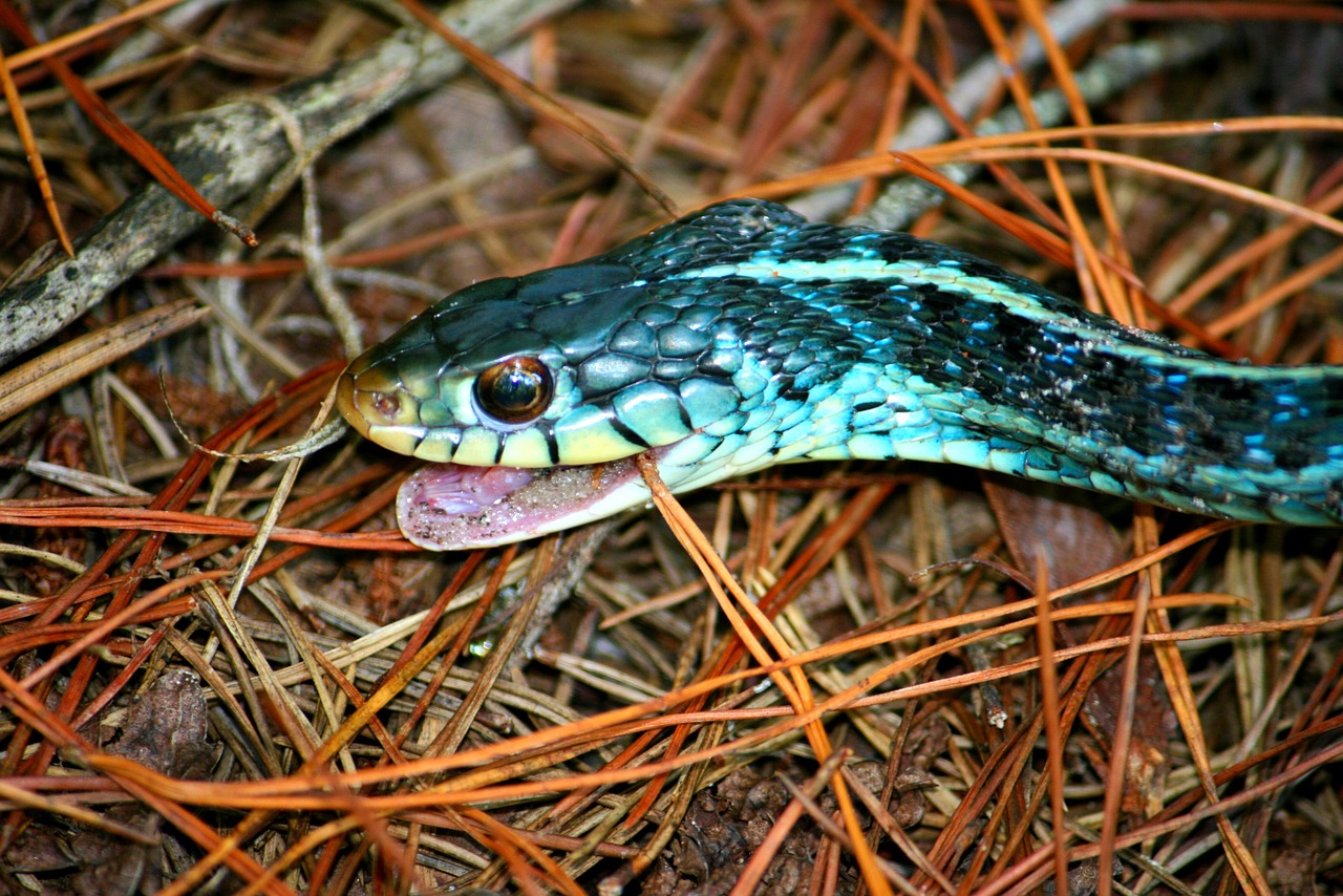 snake blue nature free photo