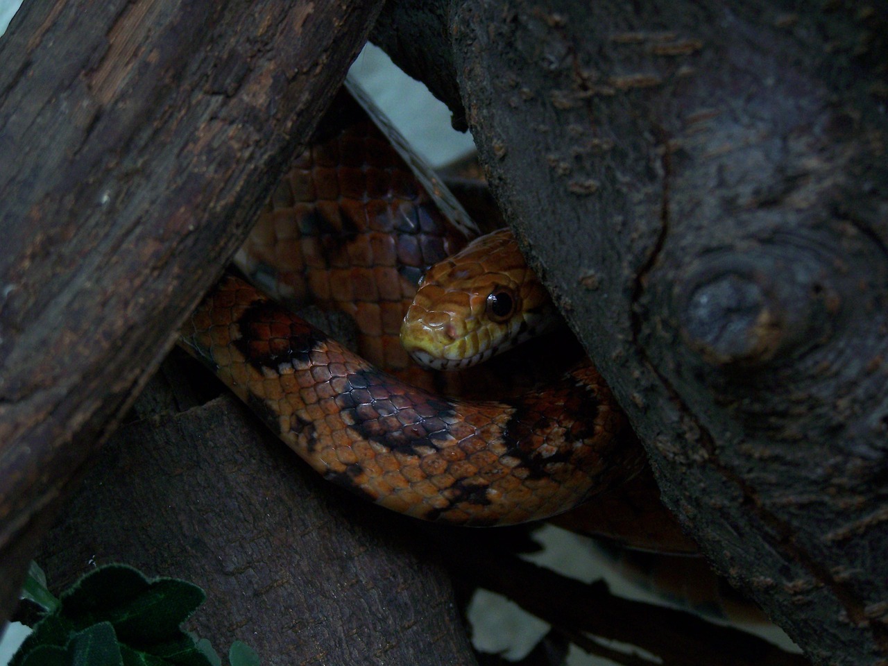 snake tree reptile free photo