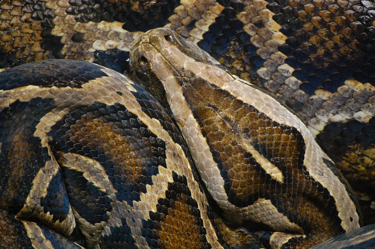 snake animal python free photo