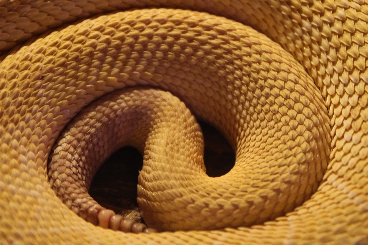 snake yellow reptile free photo