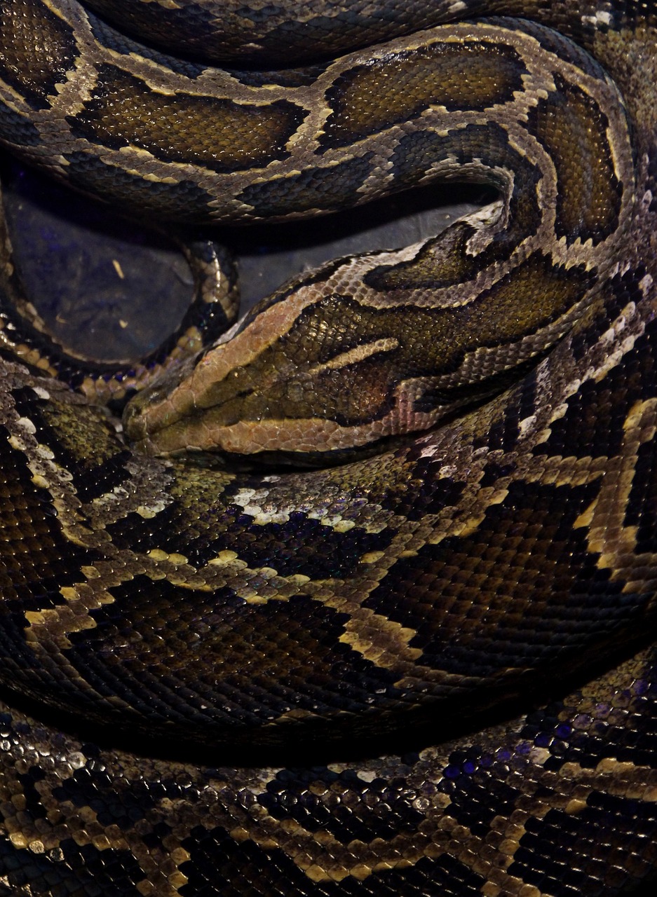 snake reptile skin free photo