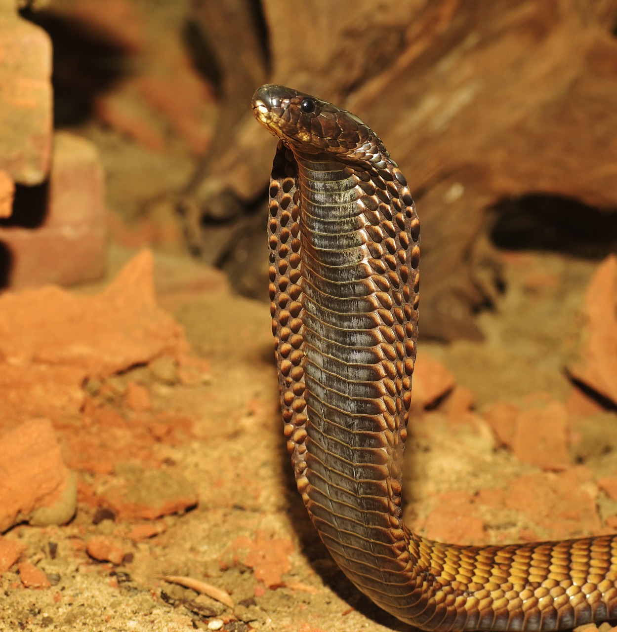 snake cobra toxic free photo