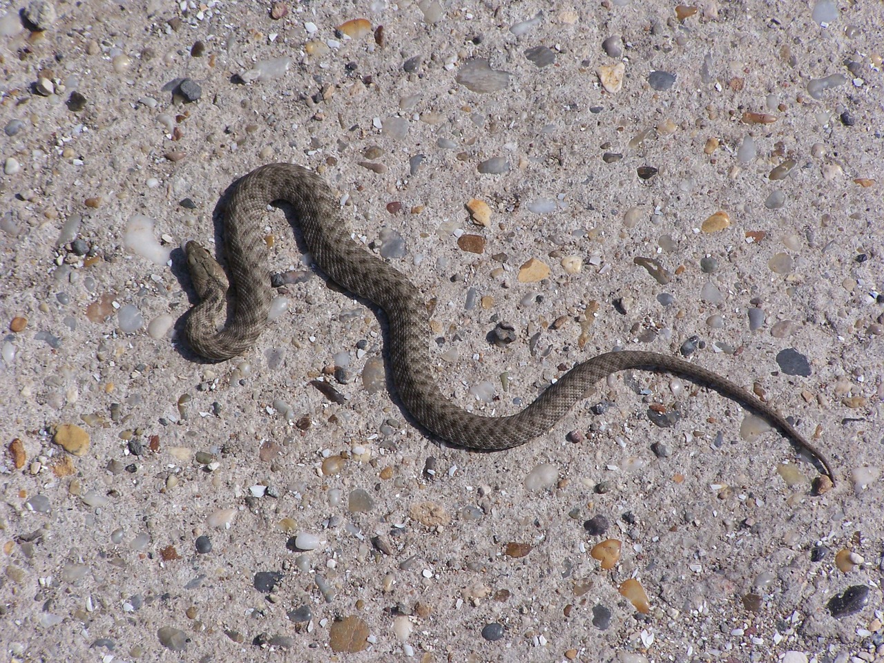 snake predator viper free photo