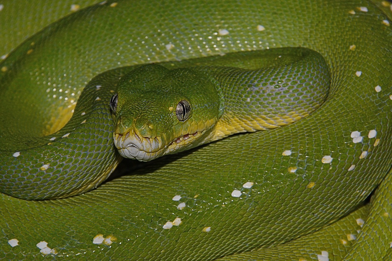 snake green reptile free photo