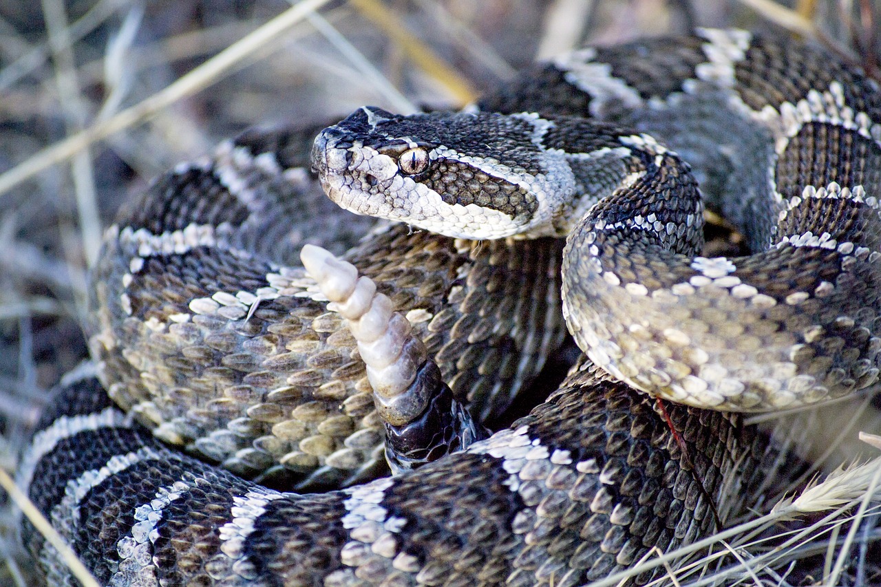 snake rattlesnake rattle free photo