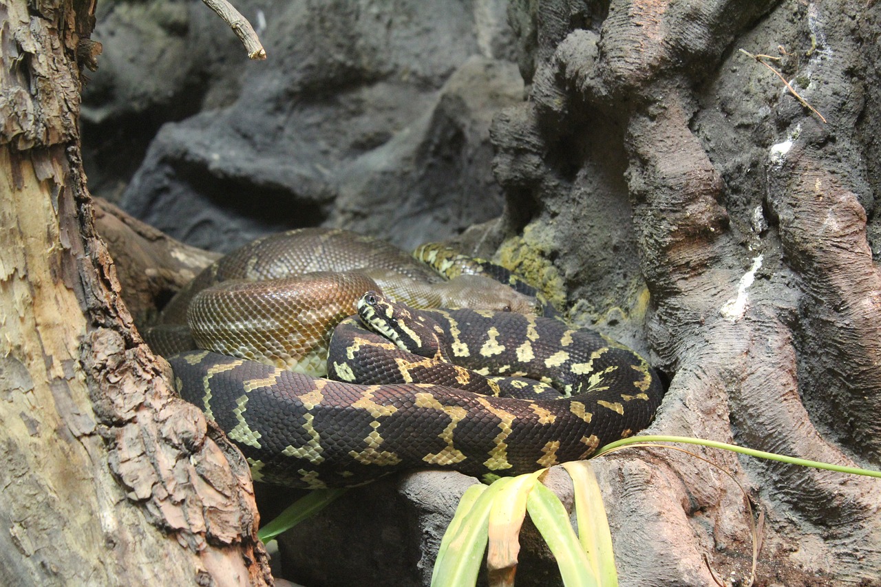 snake reptile poisonous snake free photo