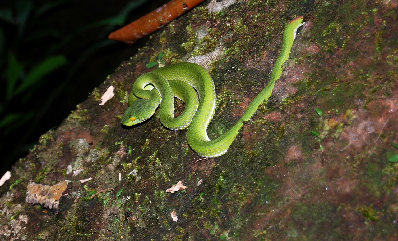 snake green reptile free photo