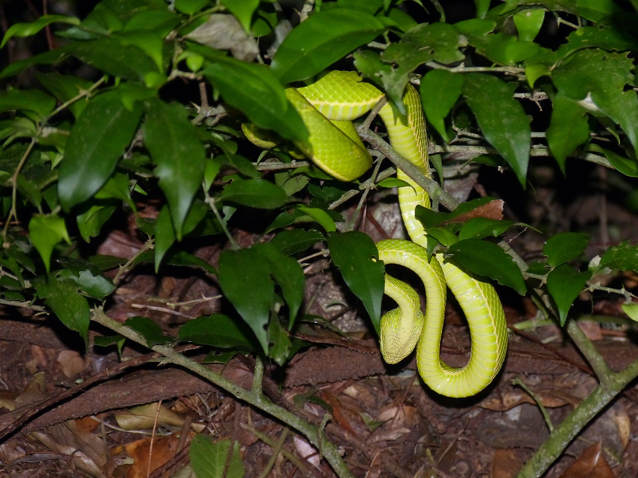 snake animal green free photo