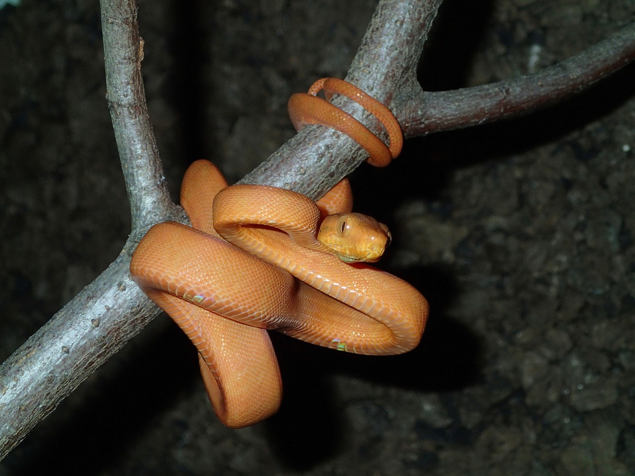 snake boa corallus free photo