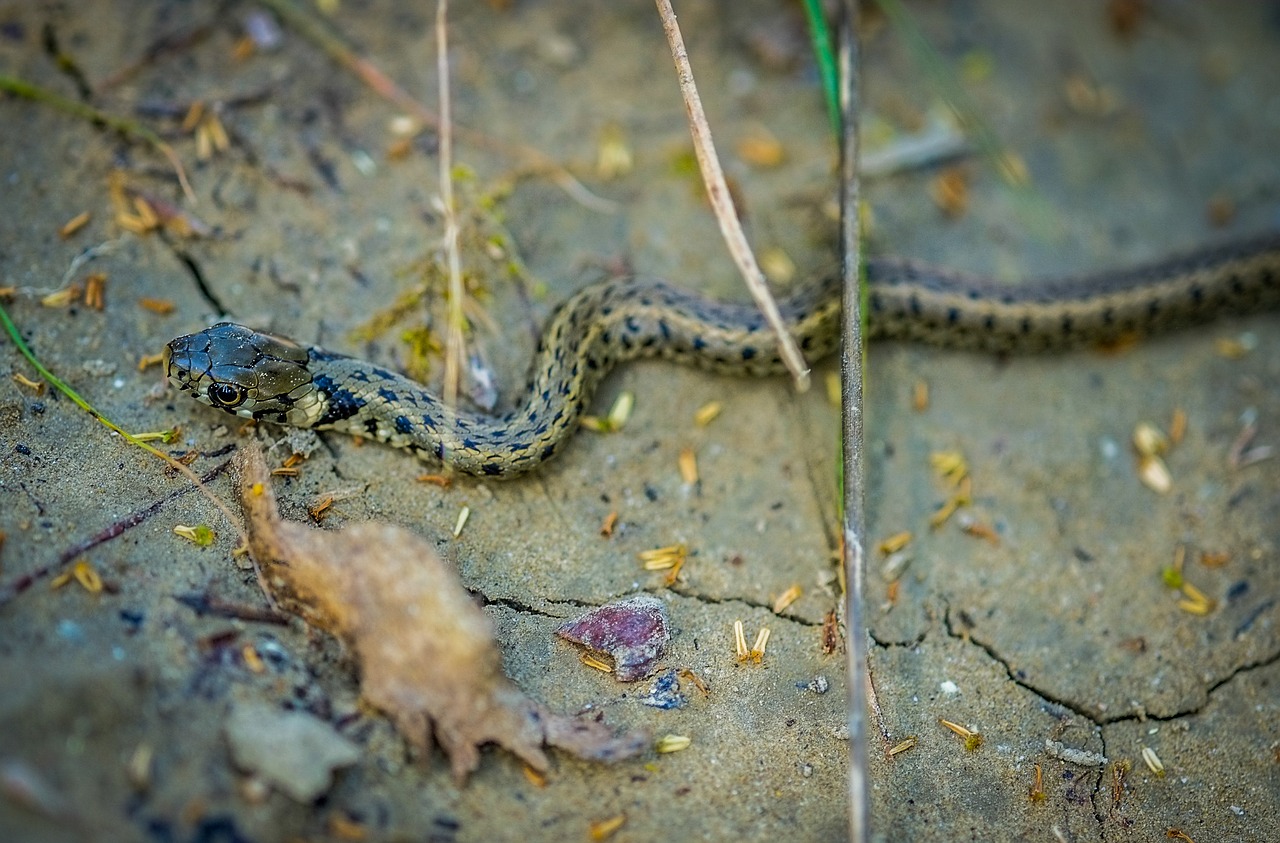 snake viper reptile free photo