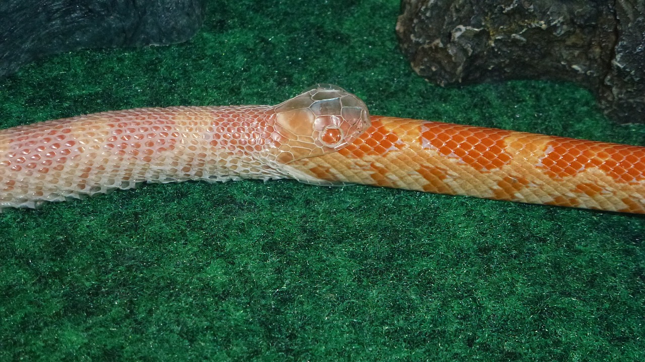 snake serpent snake shedding skin free photo