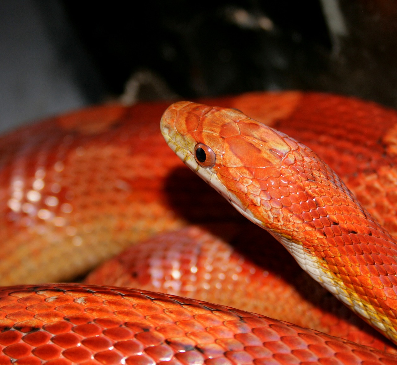 snake reptile jungle corn free photo