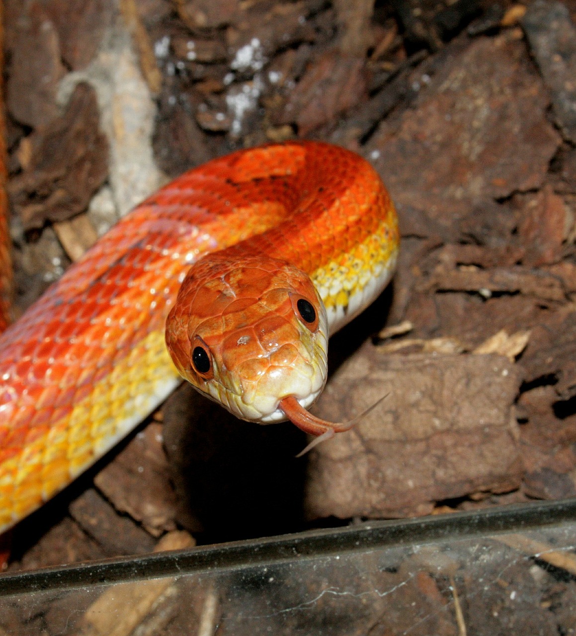 snake reptile jungle corn free photo