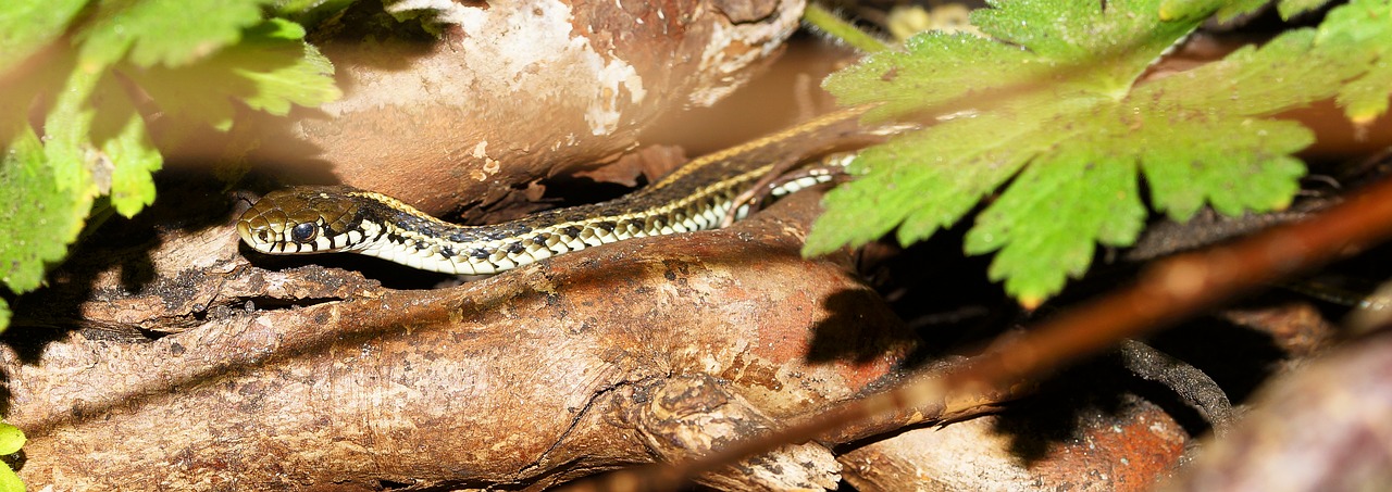 snake garter snake nature free photo