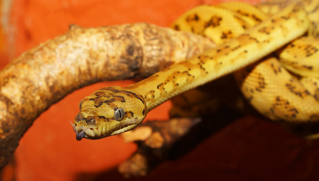 snake reptile python free photo