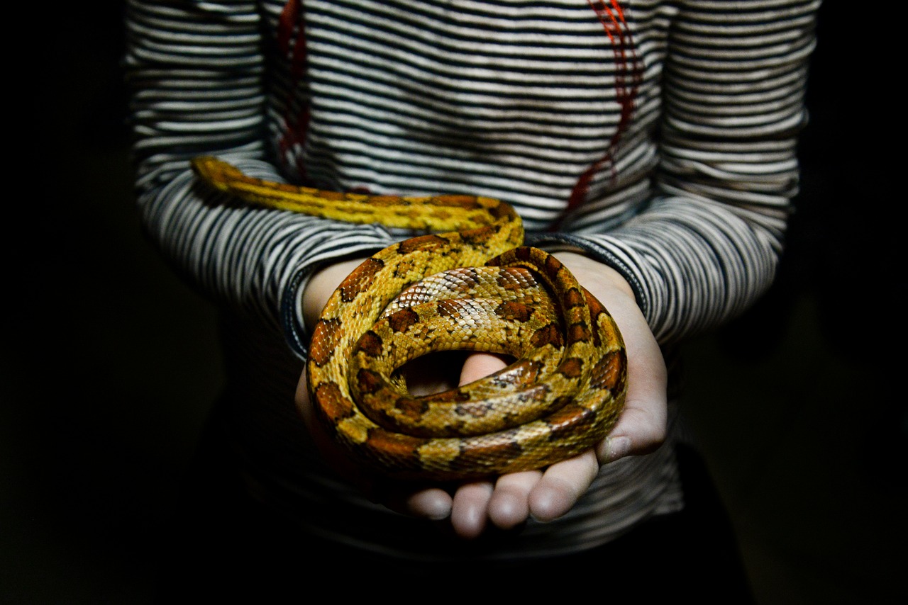 snake girl holding free photo