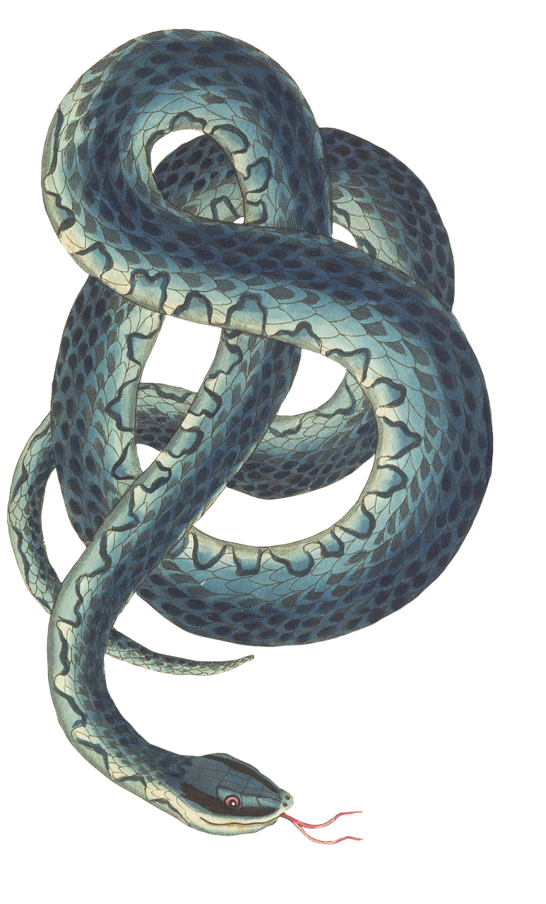 Download Snake Reptile 3D Rendering Royalty-Free Stock Illustration Image -  Pixabay