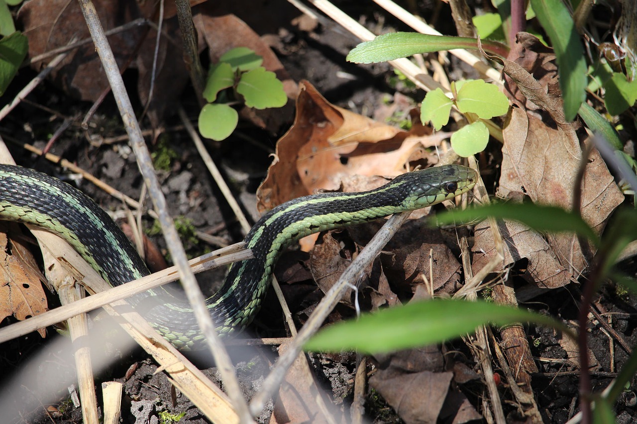 snake nature reptile free photo