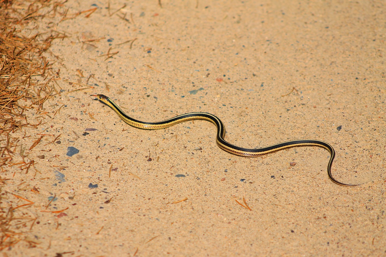 snake reptile wildlife free photo