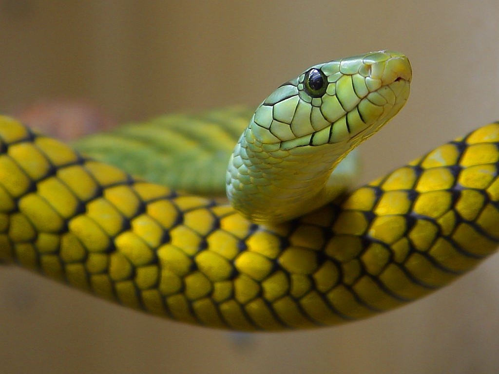 snake green toxic free photo