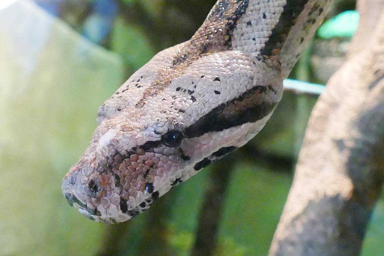 snake  head  reptile free photo