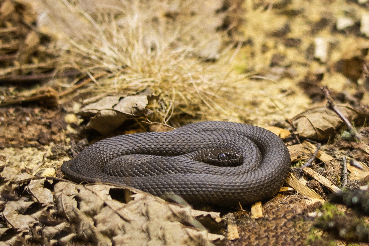 snake  natter  terrarium free photo