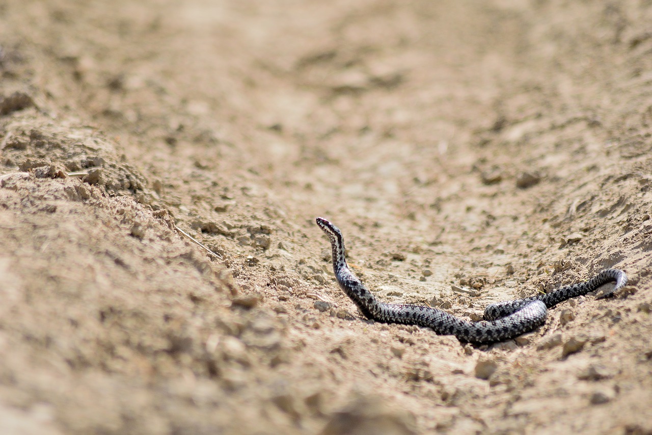 snake  macro  viper free photo