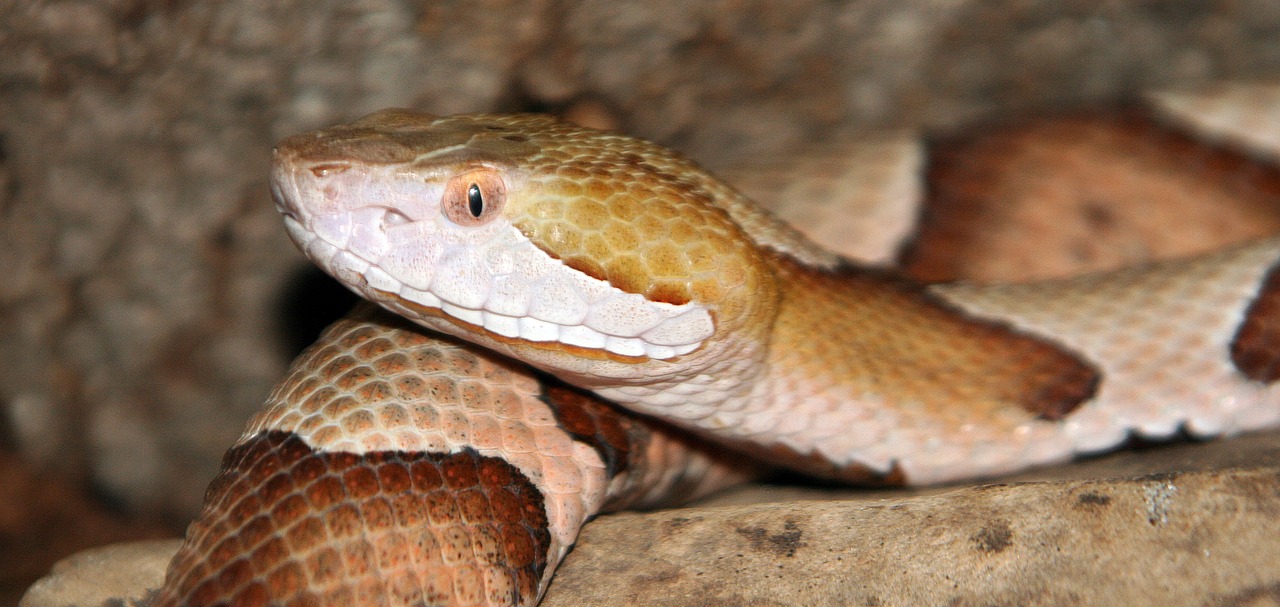 snake  reptile  wildlife free photo