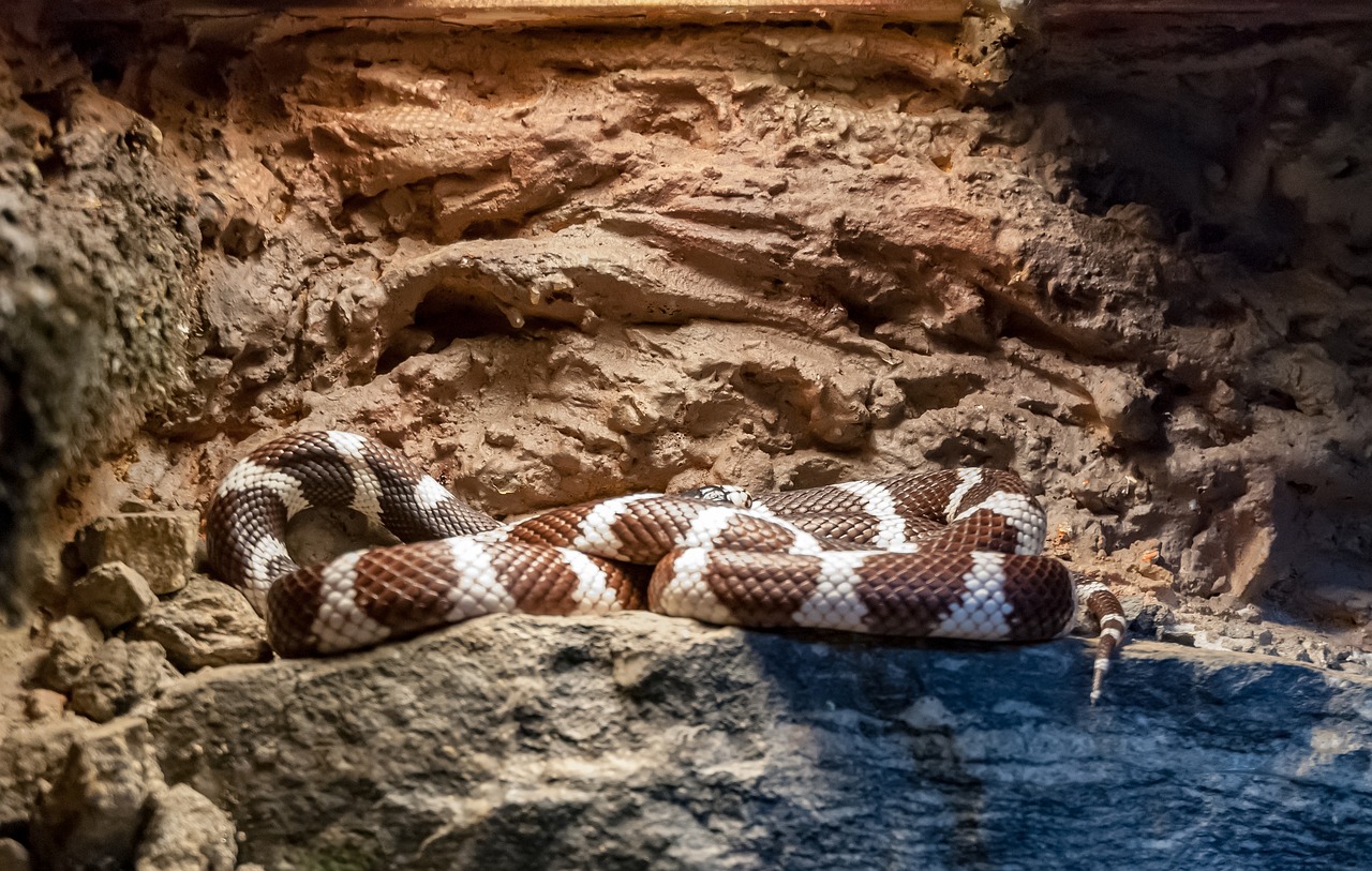 snake  vivarium  reptile free photo