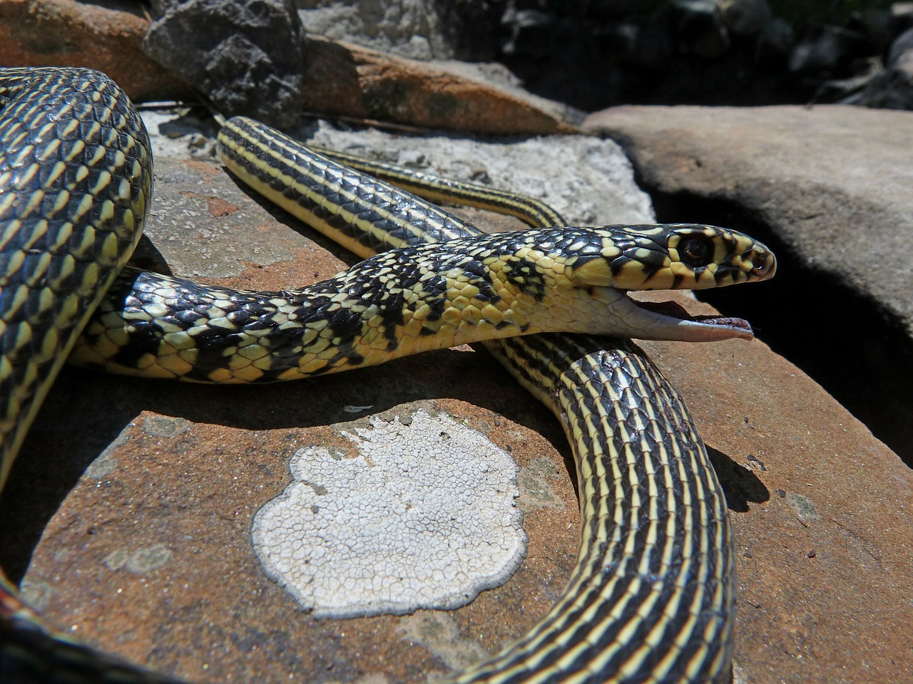 snake reptile nature free photo