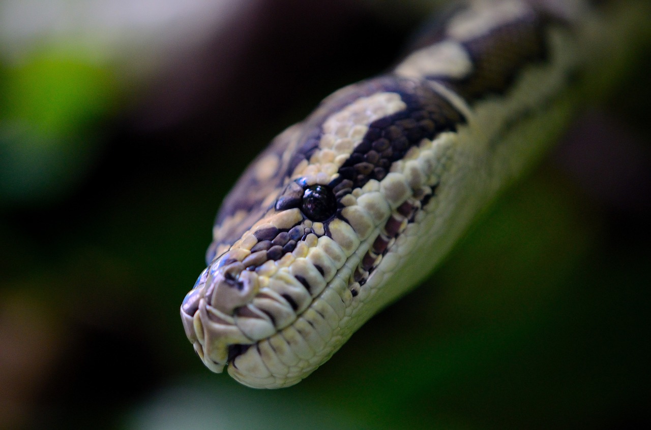 snake  macro  reptilian free photo