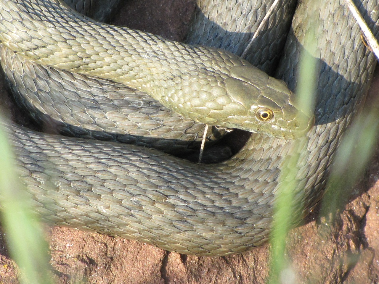 snake cable car relax free photo