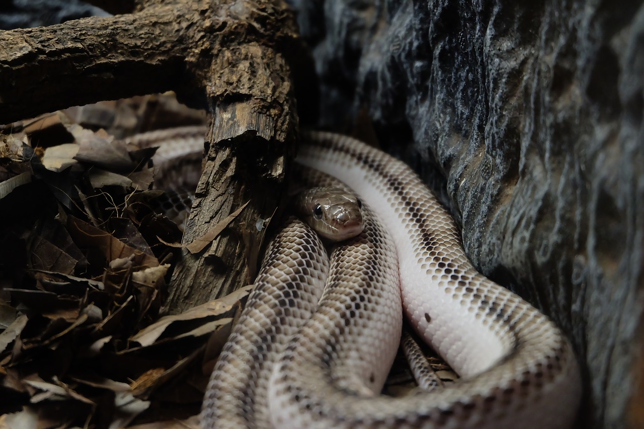 snake  white snake  wild animals free photo