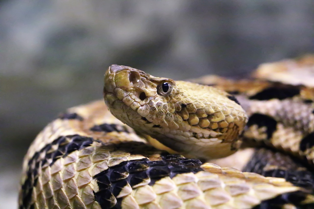 snake  rattlesnake  reptile free photo