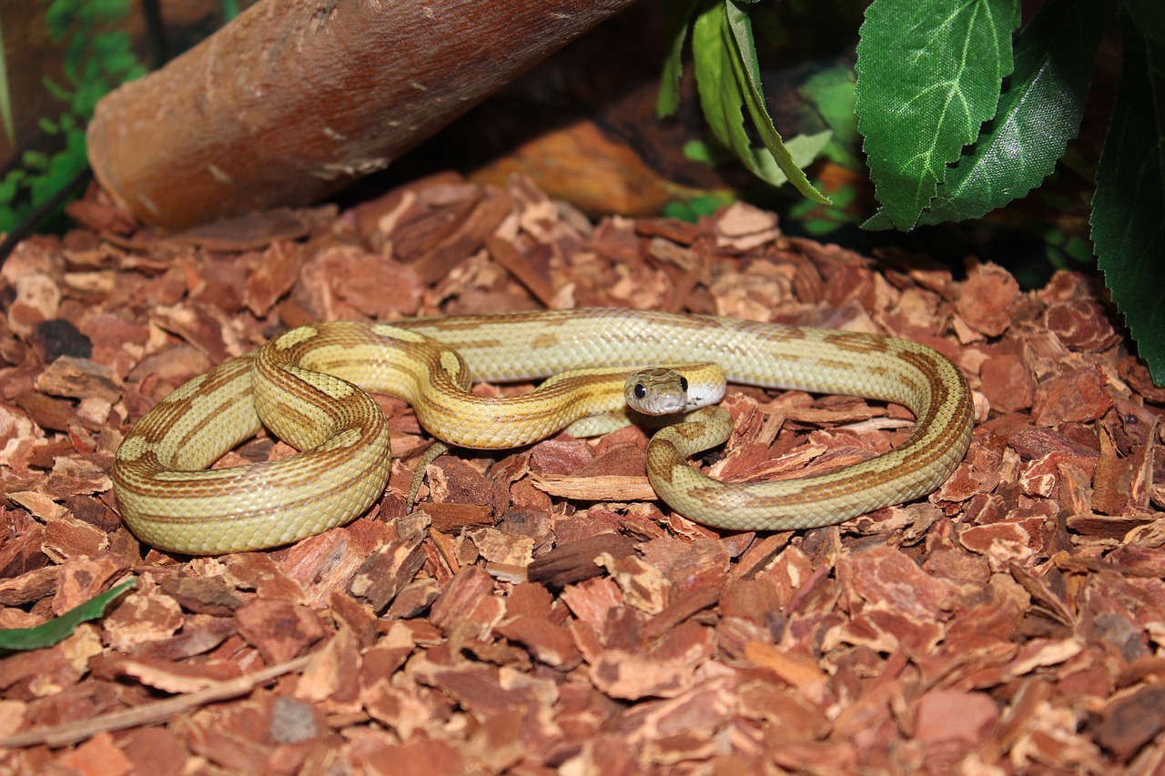 snake  panthérophis guttatus  reptile free photo
