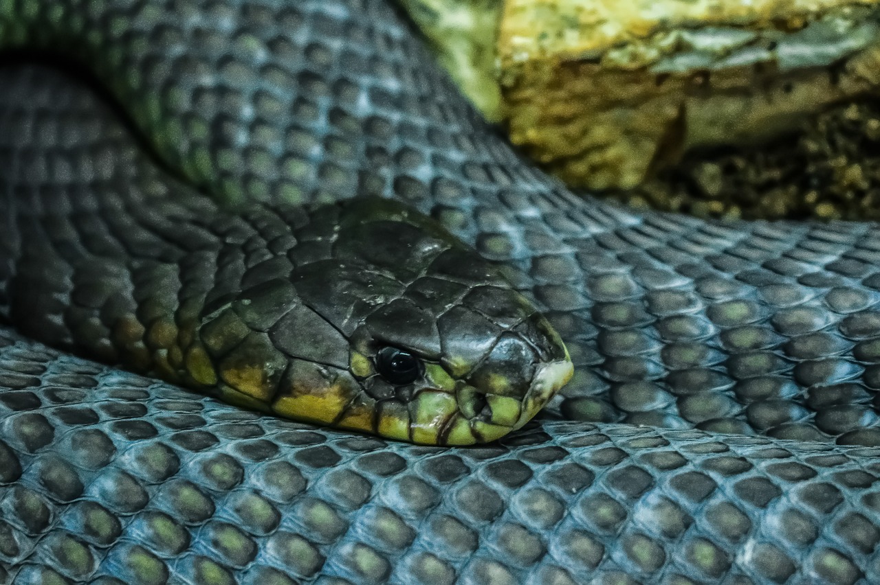 snake  animal  reptile free photo