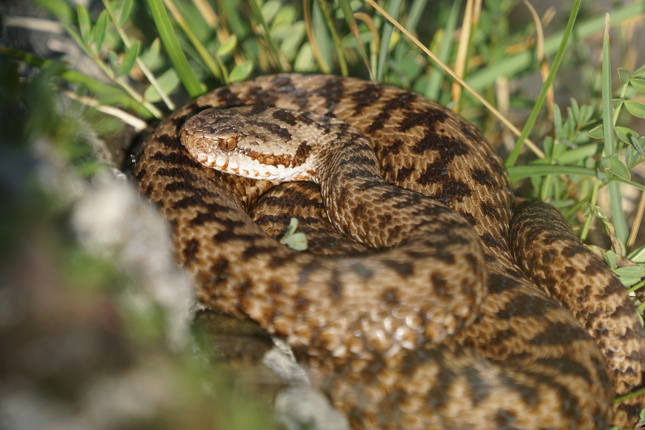 snake  reptile  viper free photo