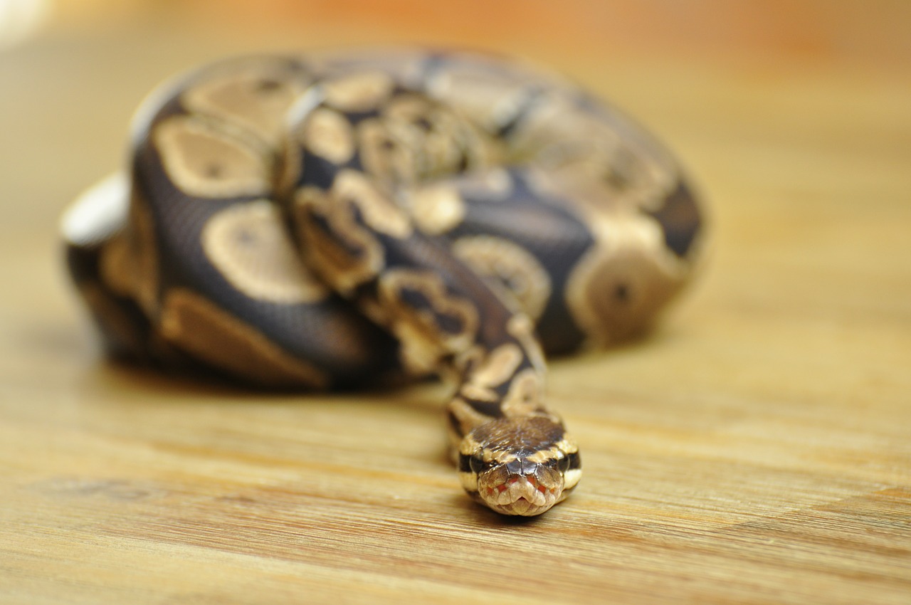 snake ball python scale free photo