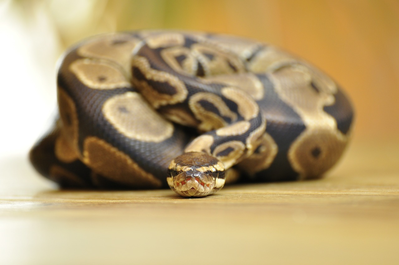 snake ball python scale free photo