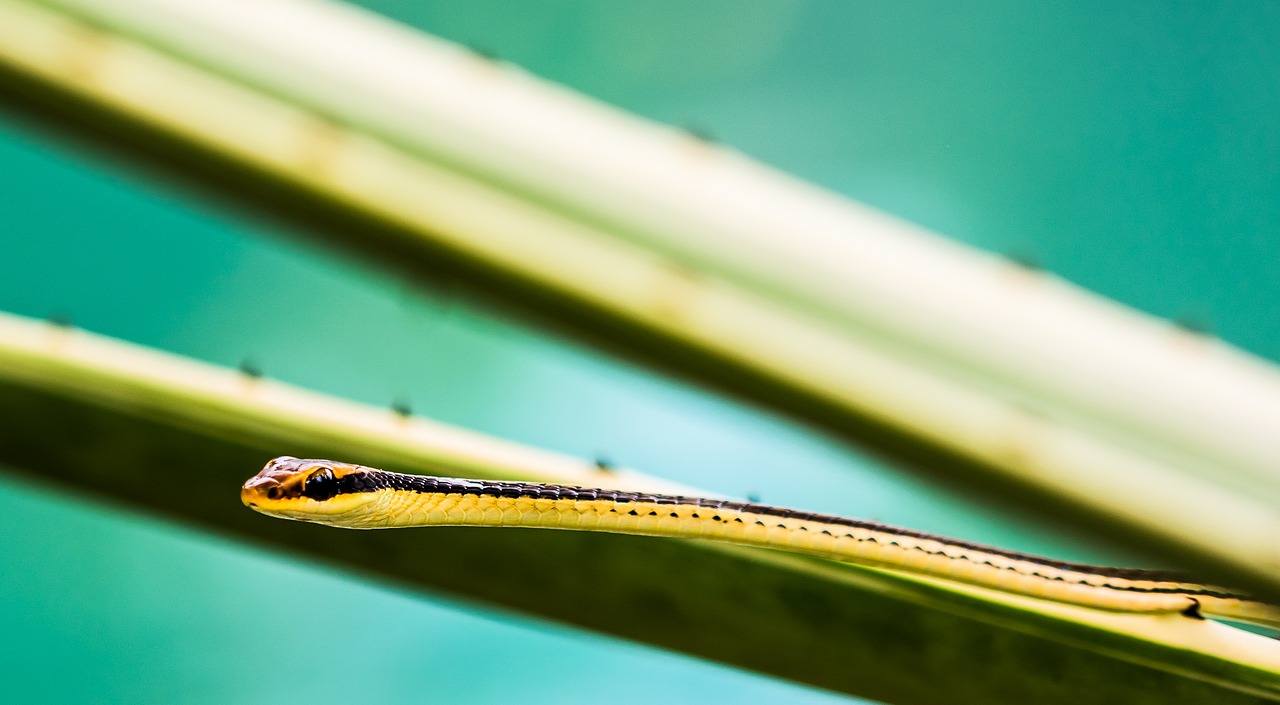 snake reptile animal free photo