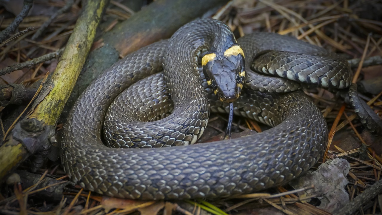 snake  really  reptile free photo