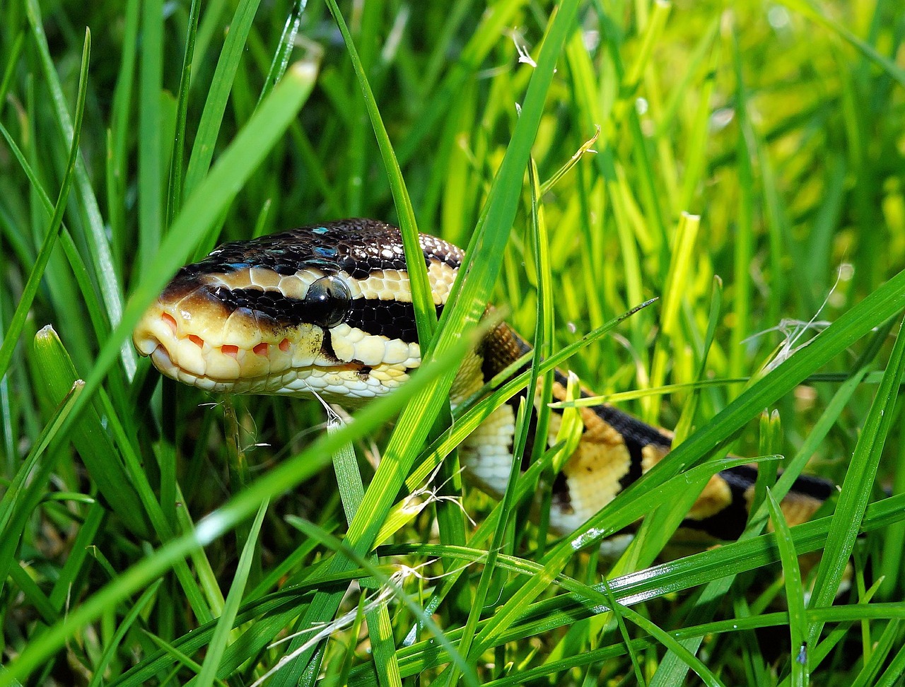 snake ball python garden free photo