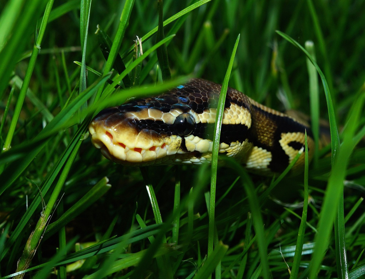 snake ball python garden free photo